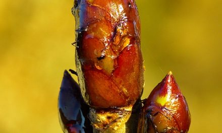 Bachblüten stellen sich vor – heute: Chestnut Bud