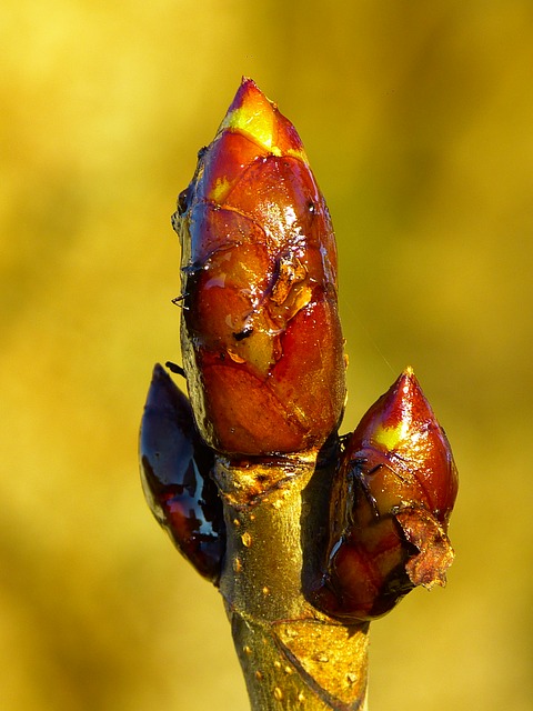 Bachblüten stellen sich vor – heute: Chestnut Bud