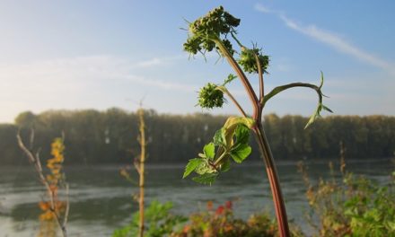 Alant – Andorn – Angelika – Räucherkräuter-Lexikon