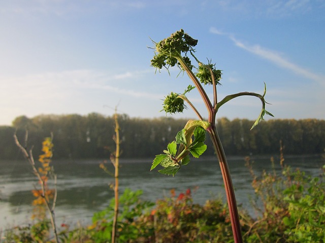 Alant – Andorn – Angelika – Räucherkräuter-Lexikon