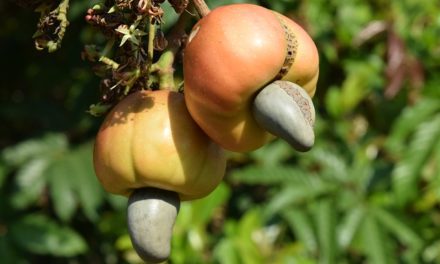 Cashew – die Powernuss!