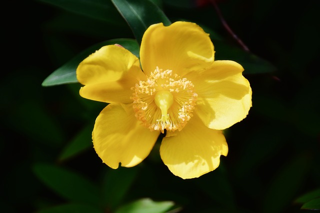Bachblüten stellen sich vor – Heute: Agrimony
