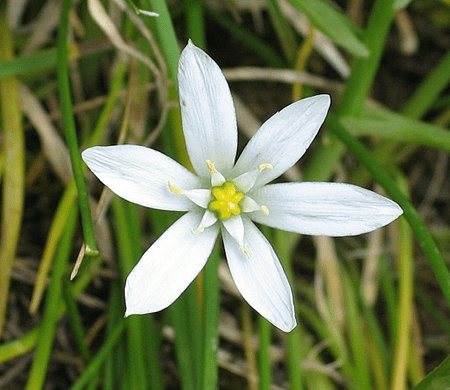 Bachblüten stellen sich vor – Heute: Star of Bethlehem