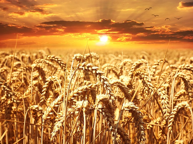 Lughnasad – Lammas – Mariä Himmelfahrt