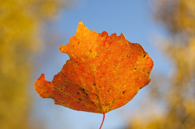 Bachblüten stellen sich vor – Heute: Aspen