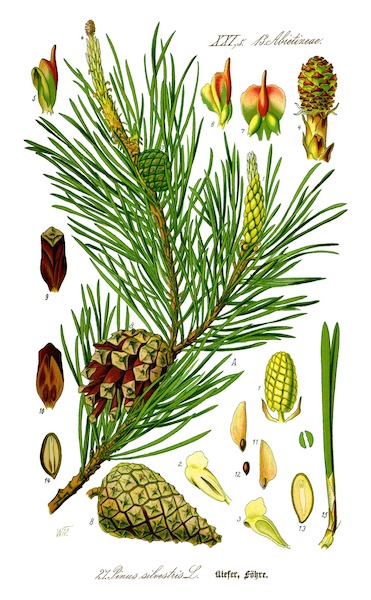 Bachblüten stellen sich vor – Heute: Pine