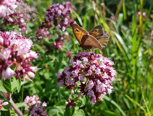 Räucherkräuter-Lexikon – Buchsbaum – Dost/Oregano – Eberraute
