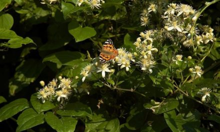 Bachblüten stellen sich vor – Heute: Clematis