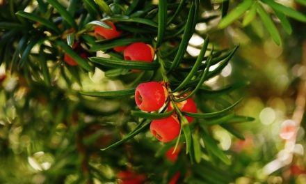 Räucherkräuter-Lexikon: Eibe – Eiche – Eisenkraut