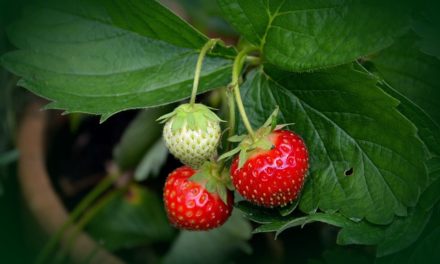 Räucherkräuter-Lexikon – Enzianwurzel – Erdbeere – Erdrauch