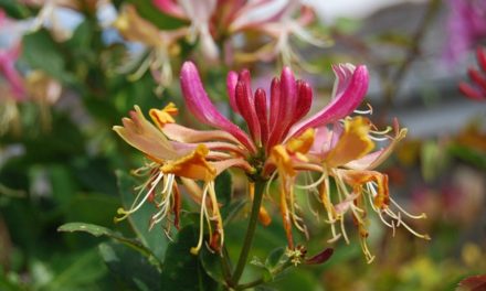 Bachblüten stellen sich vor – heute: Honeysuckle