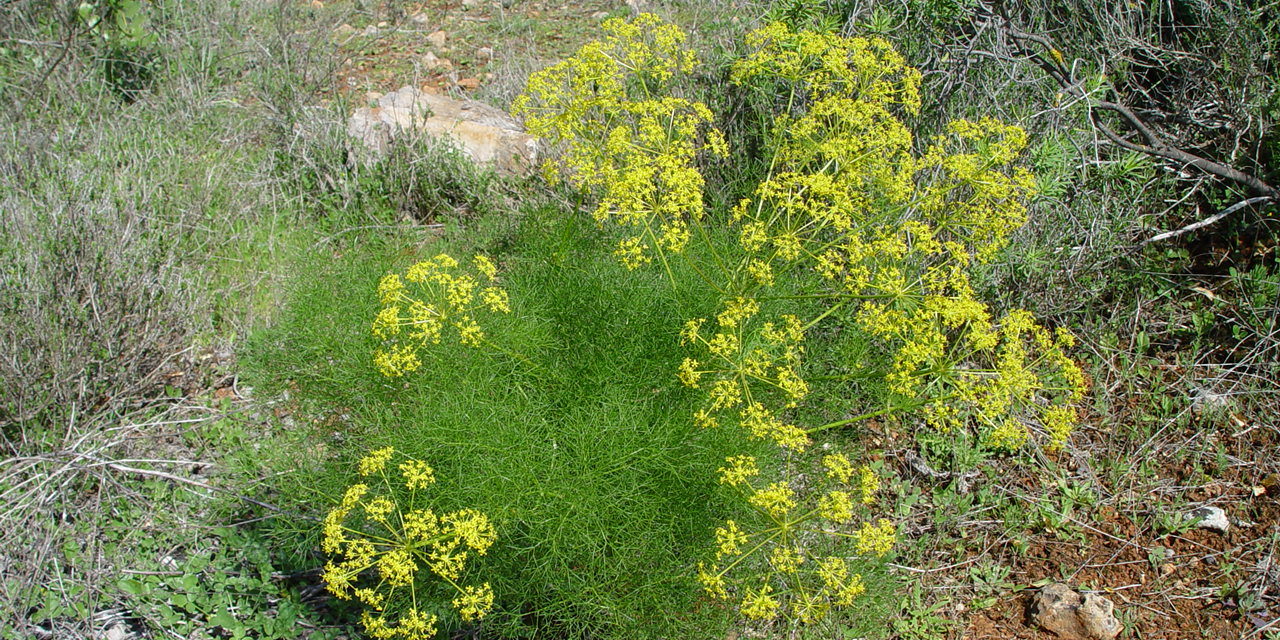 Räucherkräuter-Lexikon – Fenchel – Fichte – Flieder