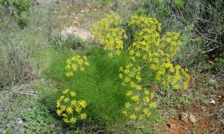 Räucherkräuter-Lexikon – Fenchel – Fichte – Flieder