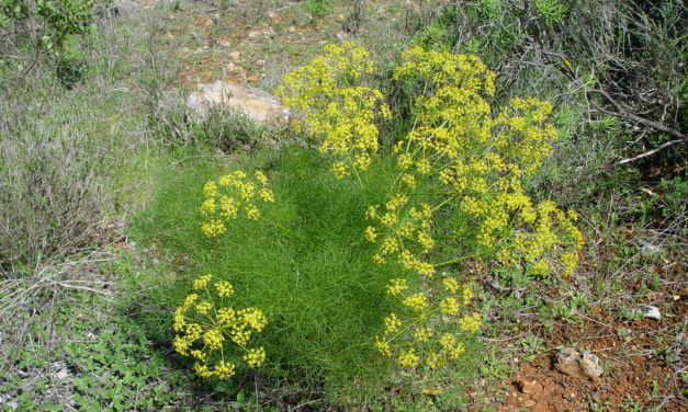 Räucherkräuter-Lexikon – Fenchel – Fichte – Flieder
