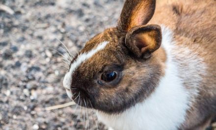 Was ist Ostern für Dich?