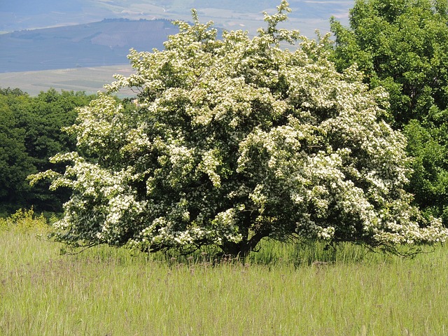 Pflanzenmagie