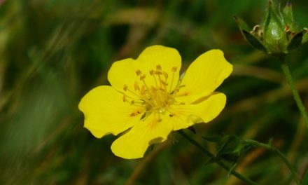 Rock Rose – Bachblüten stellen sich vor