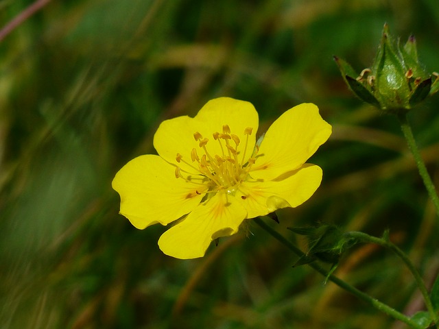 Rock Rose – Bachblüten stellen sich vor