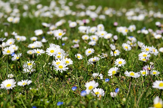 Pflanzenmagie: Das Gänseblümchen