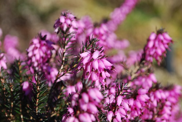 Räucherkräuter-Lexikon – Hagebuttenkerne • Haselnuss • Heidekraut