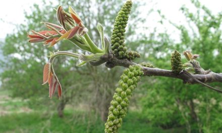Bachblüten stellen sich vor – Heute: Walnut