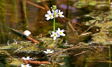 Bachblüten stellen sich vor – Heute: Water Violet