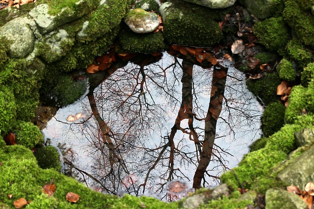 Bachblüten stellen sich vor – Heute: Rock Water