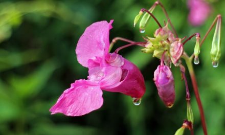 Bachblüten stellen sich vor – heute: Impatiens gegen Ungeduld