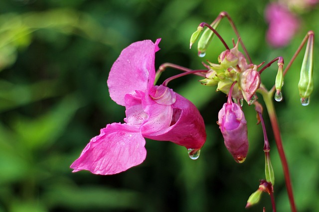Bachblüten stellen sich vor – heute: Impatiens gegen Ungeduld