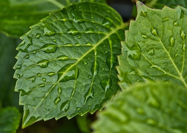 Regenwasser nutzen heißt Umwelt schützen
