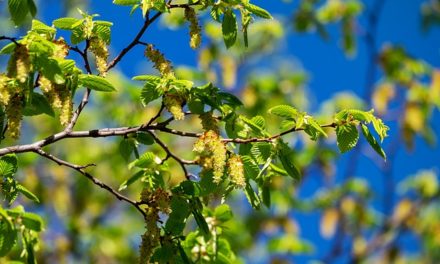 Bachblüten stellen sich vor – Heute: Hornbeam