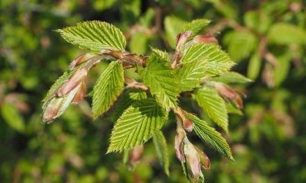 Die Bachblüten stellen sich vor – heute: Beech
