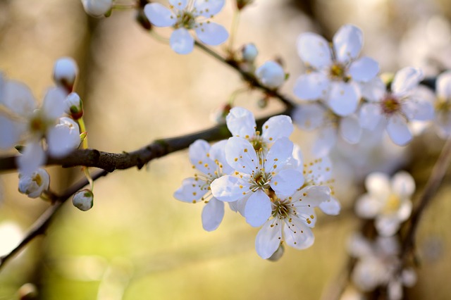 Bachblüten stellen sich vor – heute: Cherry Plum