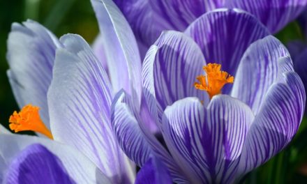 Pflanzenmagie: Krokus