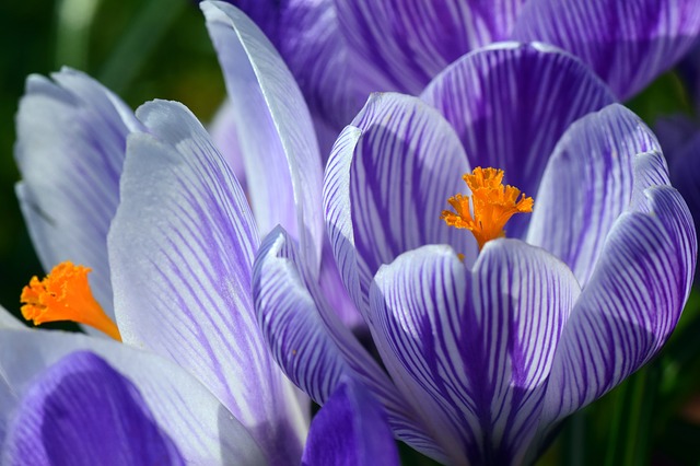 Pflanzenmagie: Krokus
