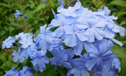 Bachblüten stellen sich vor – Heute: Cerato