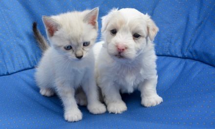 Reiki für Tiere