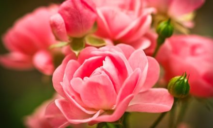 Pflanzenmagie: Die Rose