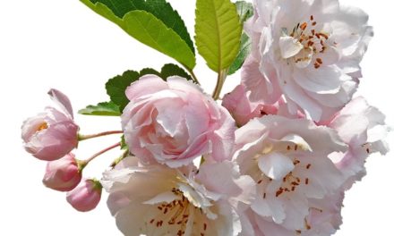 Bachblüten stellen sich vor – Heute: Crab Apple