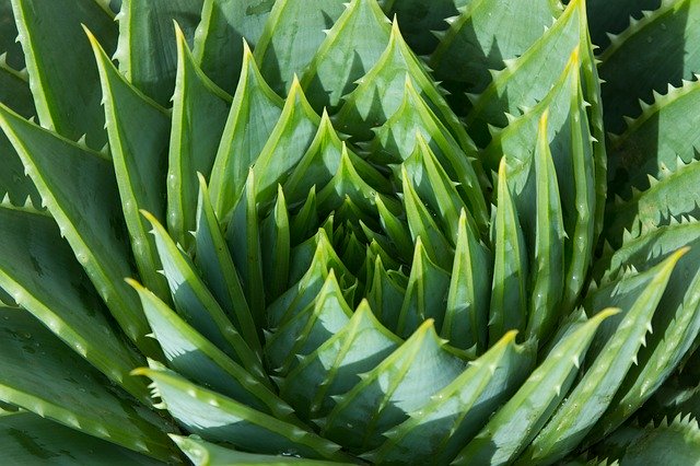 Pflanzenmagie: Aloe Vera