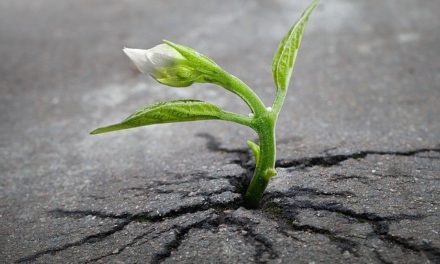 Die beste Investition mit den höchsten Zinsen …