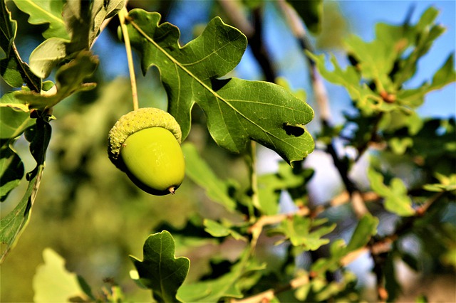 Bachblüten stellen sich vor – heute: Oak