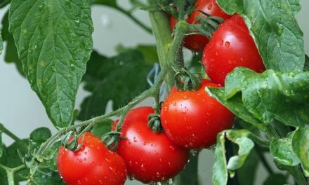 Pflanzenmagie: Tomate