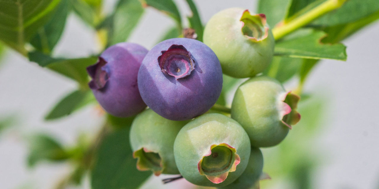Heidelbeere (Vaccinium myrtillus) – die Gesundbeere