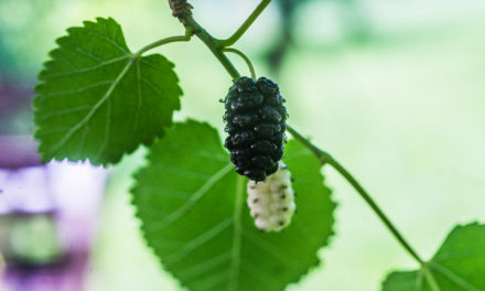 Ein heimisches Superfood: Die Maulbeere (Morus)