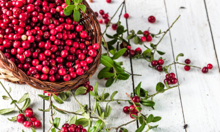 Preiselbeere (Vaccinium vitis-idea)