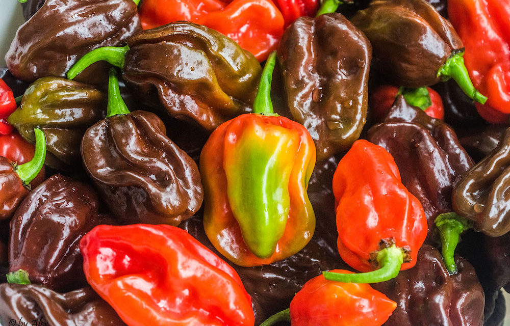 Pflanzenmagie: Chili (Capsicum)