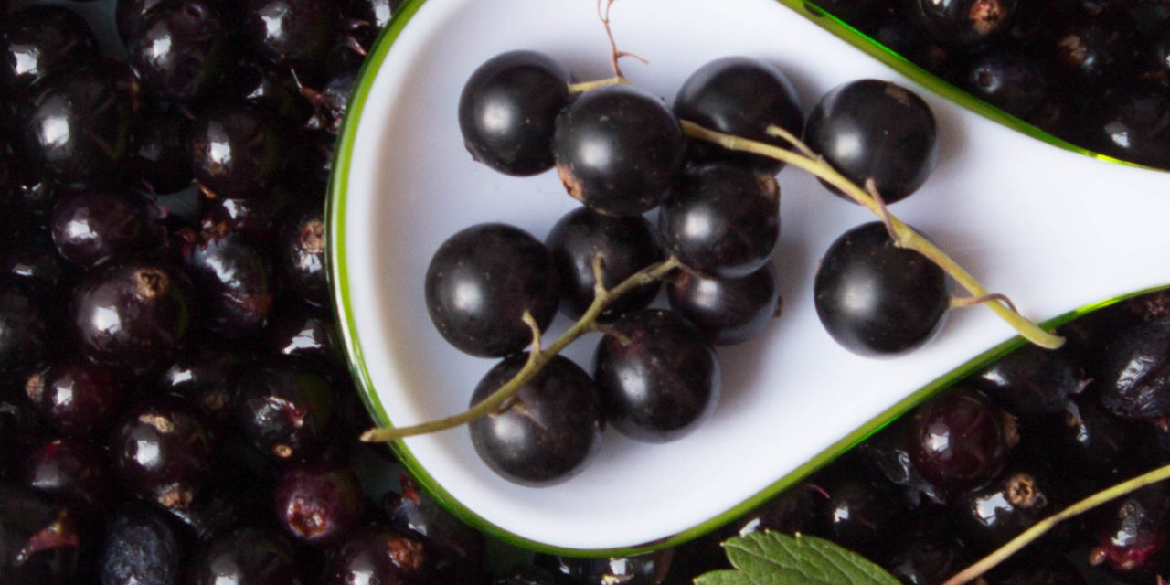 Johannisbeere (Ribes)