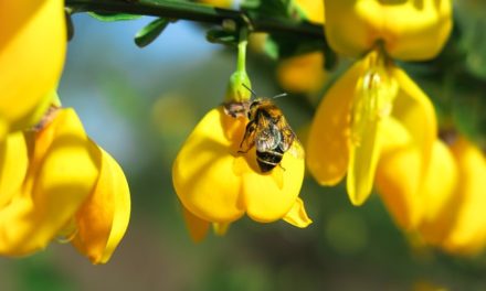 Bachblüten stellen sich vor – heute: Gorse