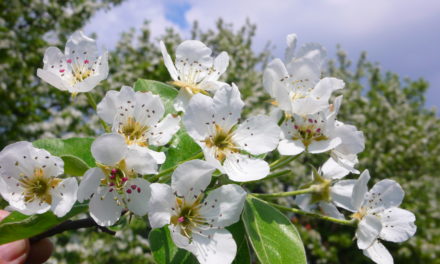 Quitten (Cydonia oblonga)